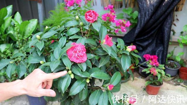 公认“难养”的5种花,没有10年以上的养花经验,建议别买