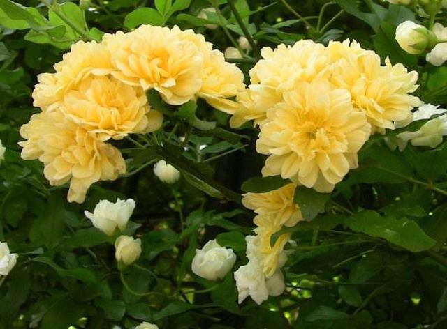 黄木香也能爬藤,长得好看还好养,阳台养上一颗最合适了