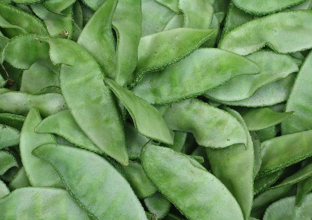 黄花菜|8种不宜常吃的蔬菜,南瓜排最后,排首位的不少人或许天天吃