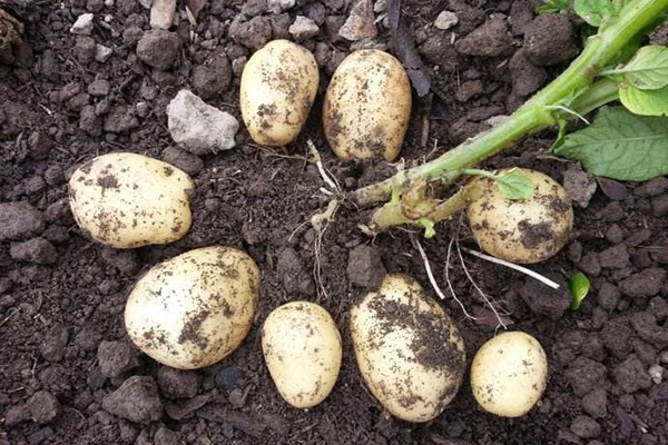 血糖|糖尿病患者需谨记，除了少吃糖，4种食物也要少碰，以防血糖过高