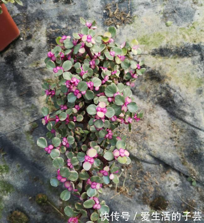 养花|养多肉雅乐之舞，做好5要点、注意3事项，叶片嘭嘭肥起来，美极了