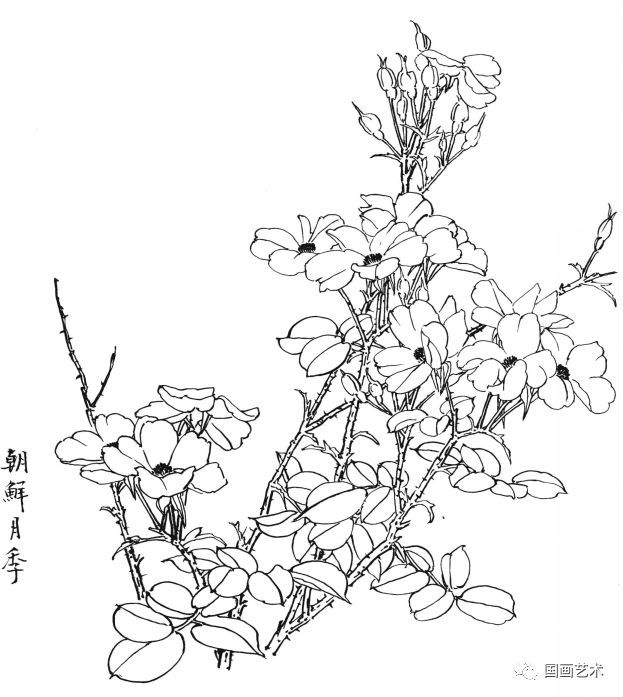  白描|花卉白描图谱选页分享