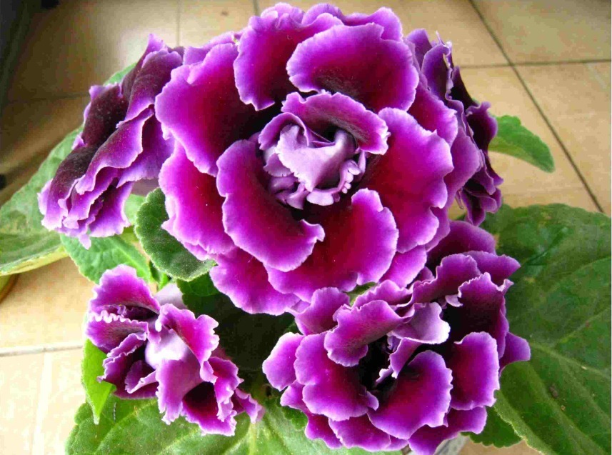 营养物质|不是“牡丹”胜牡丹,非常容易养活,客厅放两盆,花艳量多很美丽