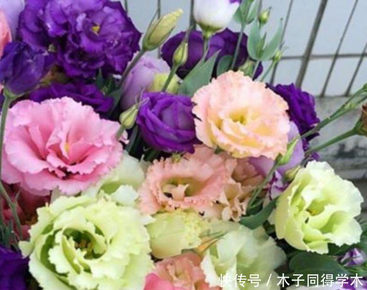 家养几款花卉,开花勤爱爆盆,惊艳如花球