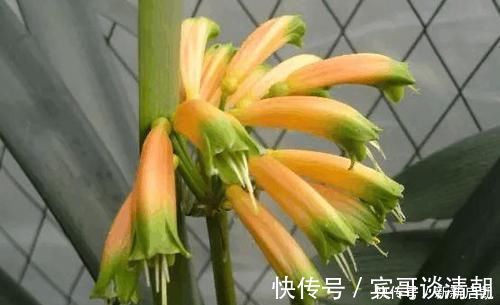 君子兰|婆婆在家种了10年君子兰,没想根茎比我手臂还粗开花开得好奇怪