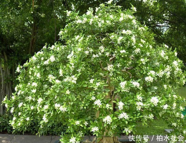 花友|被称醋坛子的3种花，浇水时加点醋，花苞不断冒