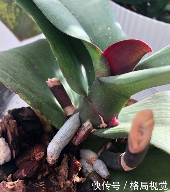 朋友花了30块,买了10盆蝴蝶兰,回家开了一个周,全部成杂草