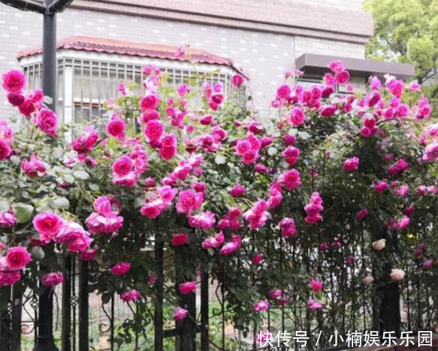 藤彩虹|30岁女主,栽花上瘾,院子不留空地,栽满花卉美成花海