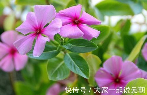 家养几款植物,开花漂亮花期还长,阳台开出花海