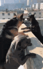 |搞笑GIF: 这也太神奇了吧 女友的鞋袜是怎么脱成这样的?