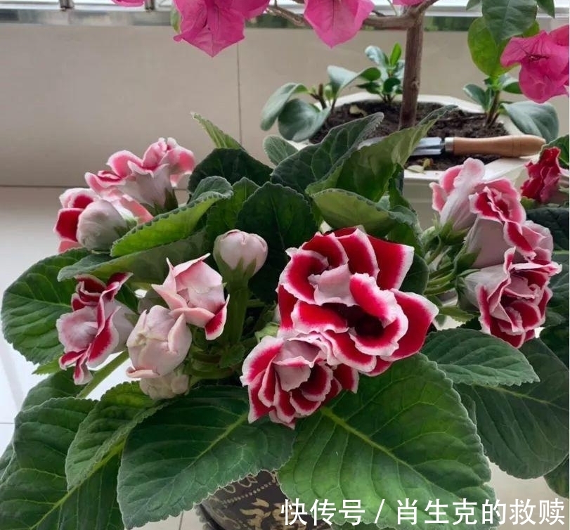 家里养盆“假牡丹”,切碎叶子也“生娃”,堪称阳台“富贵花”