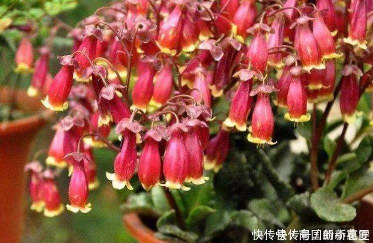 4种花很好养,耐热耐晒更耐旱,养在客厅上档次,开花不断有花赏