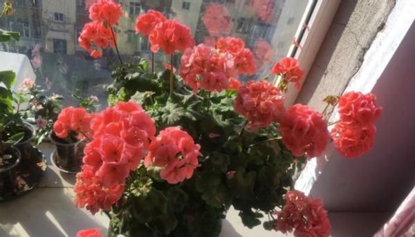 怎么打理好远离“故土”的天竺葵？这么盆栽，开花既漂亮又持久