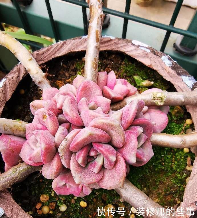 多肉植物|养好多肉紫乐，有2个简单的方法，颜色更漂亮，变多头老桩