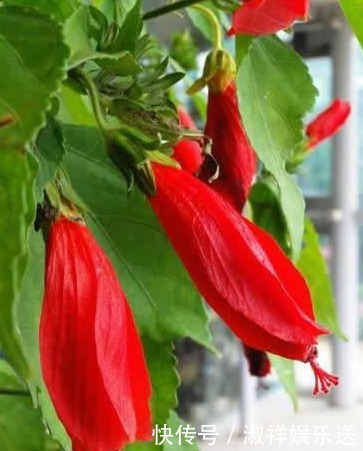 盆栽|以下这种花,盆栽简单好养,花期全年蹭蹭长,超乎想象