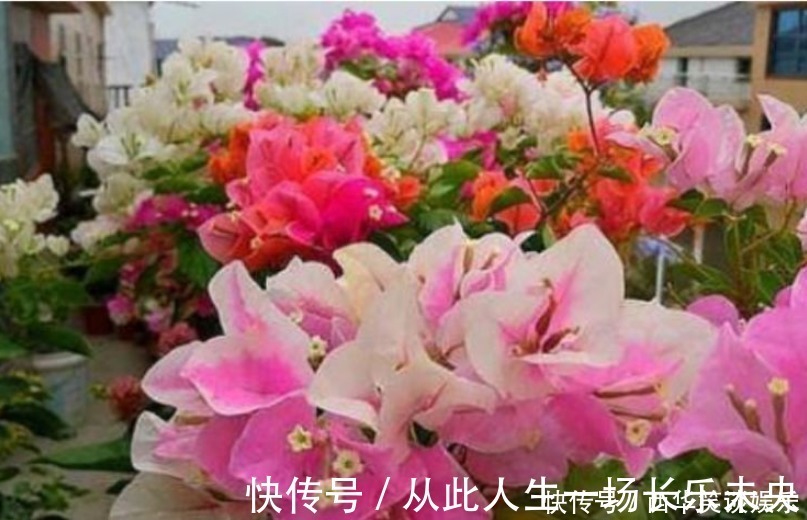 种花|3种花深受花友的喜欢,开花爆盆很简单,一次开花300朵