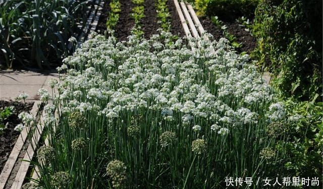 家种韭菜为啥长不快,补上这个方法后,种后苗粗收割多,吃法多