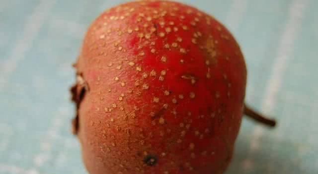 肚子|肚子胖的扣不上裤子 常吃这些“脂肪大克星”, 甩掉赘肉一身轻