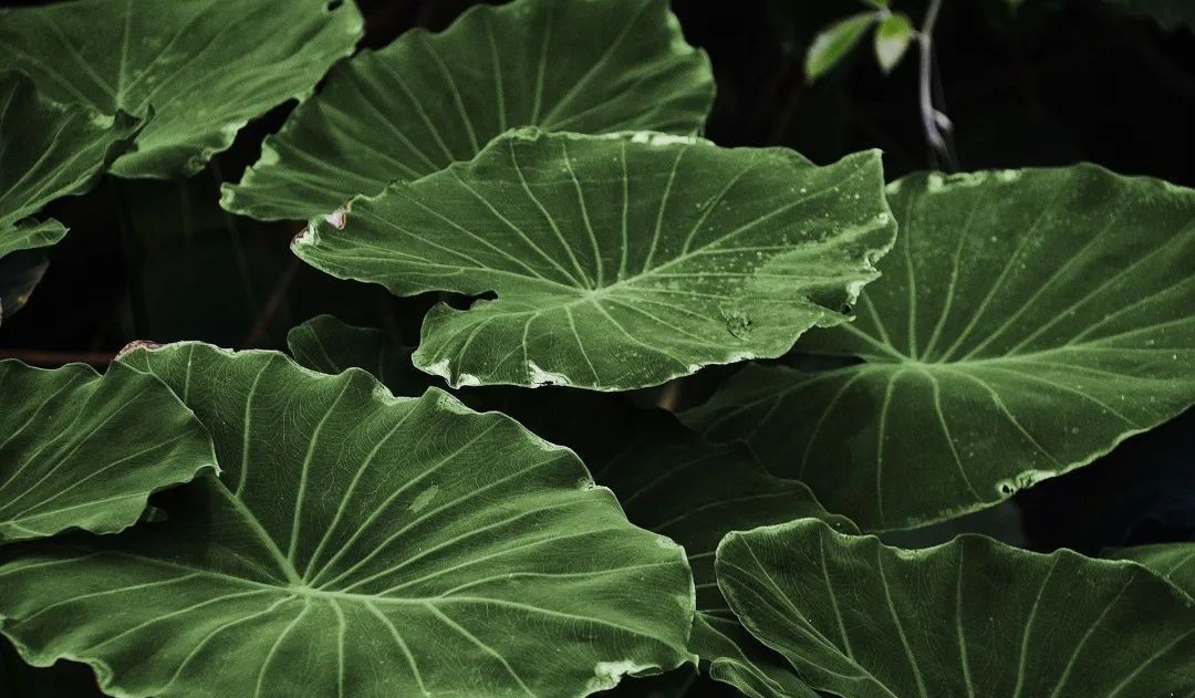 莲须|一物“六药”,全身都是宝!清心安神,补脾止泻,搭配这4种方法效果更好