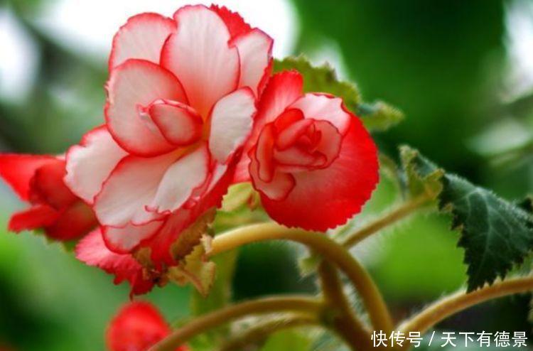 颜值超高的几种花卉,要型有型,要香有香,花开富贵、吉祥又喜庆