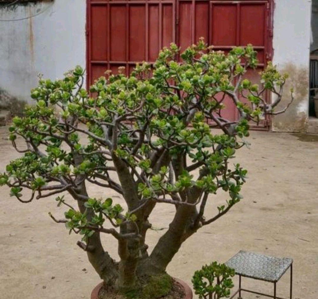 要想玉树春季美,教你几个小妙招,赶快来了解一下