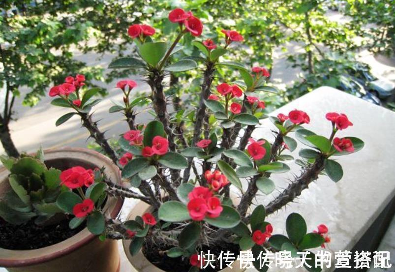 阳台养花推荐这5种,漂亮好养特能开,花期长达300天,适合新手