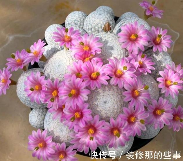 仙人球越长越尖，越长越细，可能是这三个原因