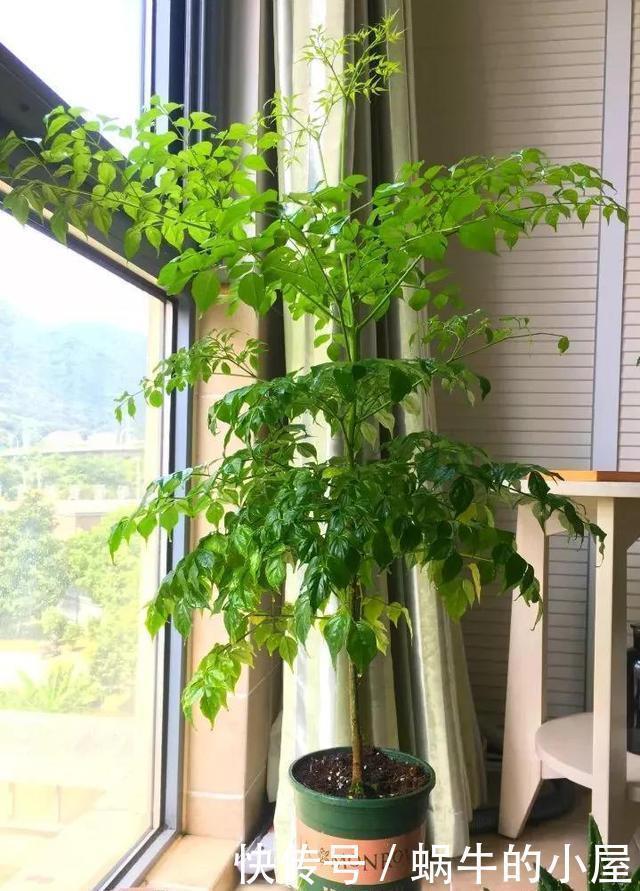 4种树适合摆放客厅里,好养、好看还旺运,我要几盆