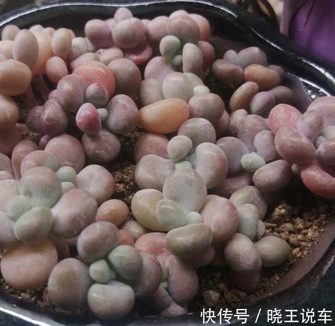 冬天多肉也难养,做到三多三少,状态不减也美艳