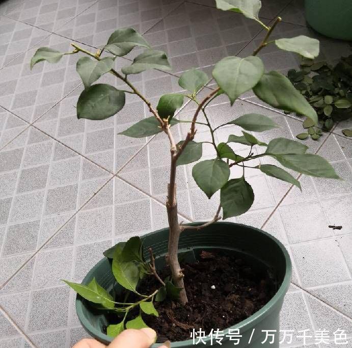 阳台养好三角梅，“3样”不能少，枝叶繁茂、朵朵花儿开鲜艳漂亮