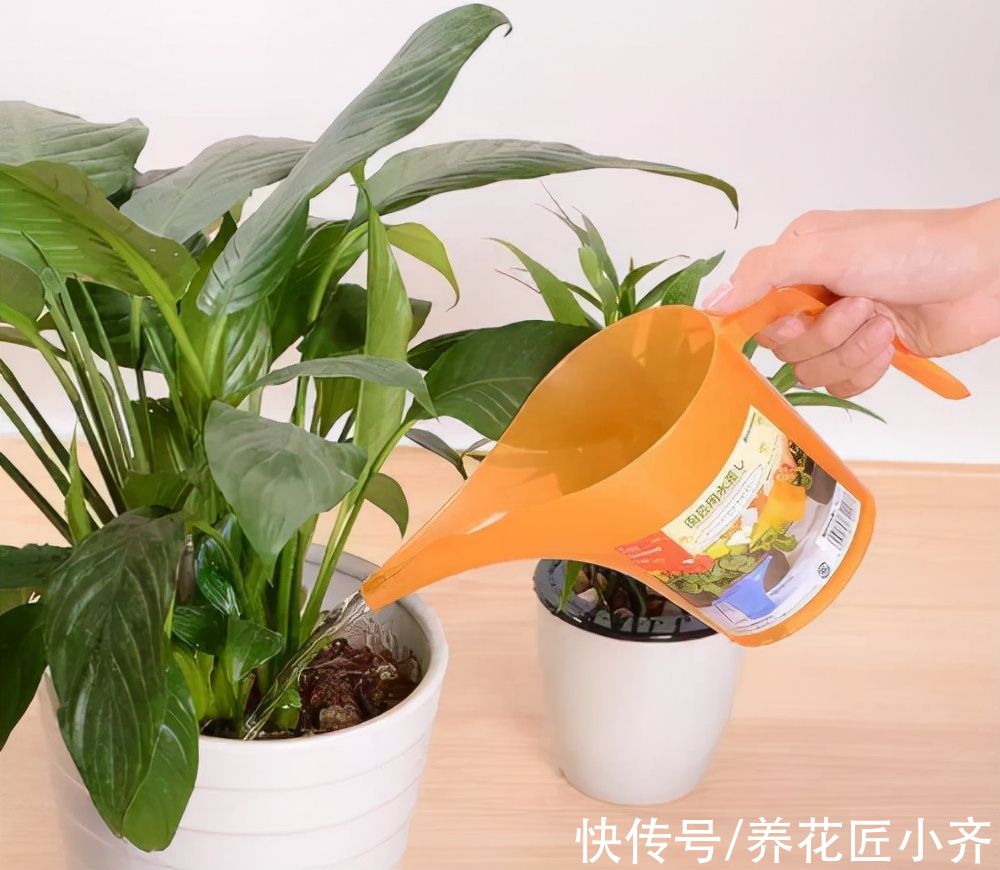 浓度|养花新手浇水，6种属于“夺命水”，别再给花浇了