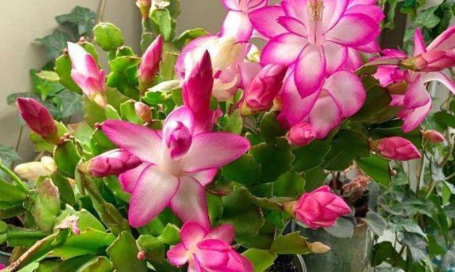 家里有个小窗台，摆上一种漂亮花，好养好看能开整个冬