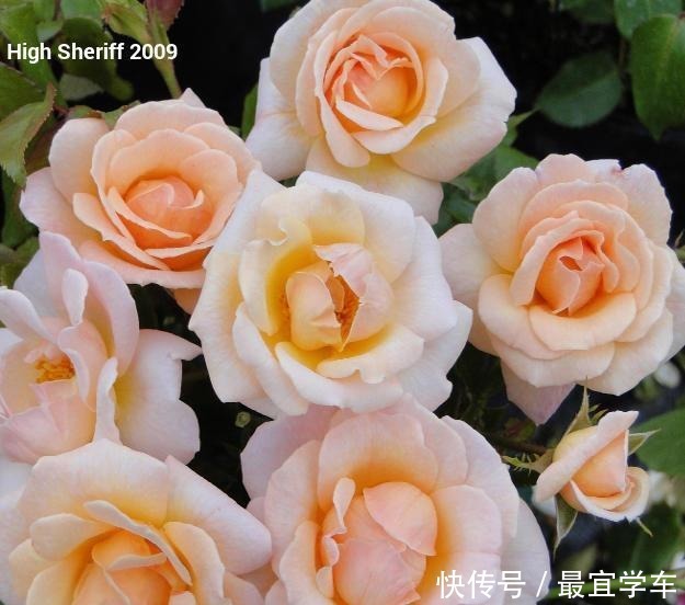 25款庭院月季推荐。助你打造五彩缤纷的庭院,丰花好养还能盆栽