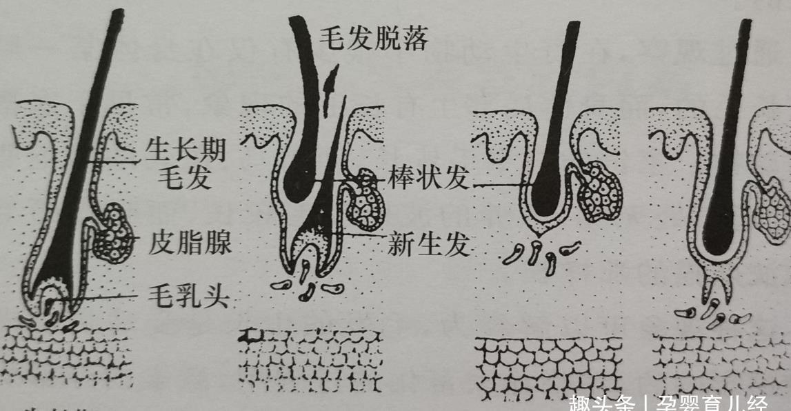 光头|夏日炎炎，给宝宝剃光头能降温吗？剃光头的3个危害了解一下