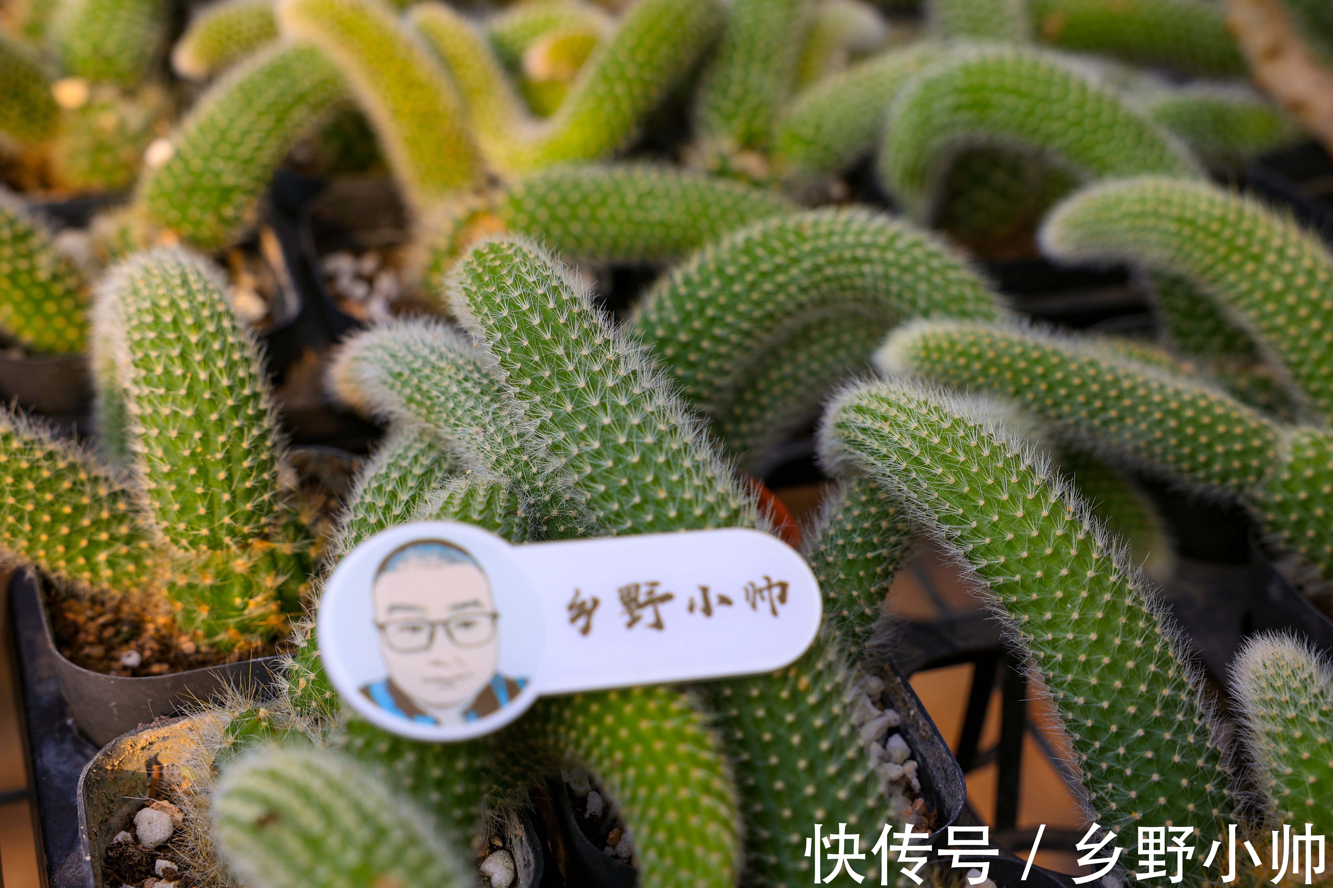 好花配好器，选盆很重要，选对花盆不仅外形好看肉肉也能更健康