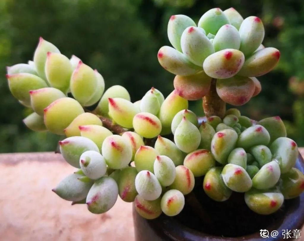 寒潮过后，多肉美出天际，颜色鲜艳明亮，真馋人！