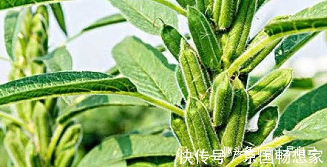 食物|女人想皮肤好,4种食物换着吃,去除皱纹,祛皱美容,谁吃谁受益