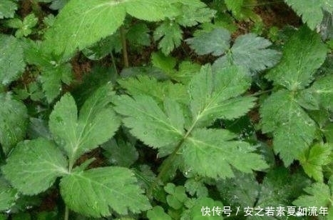 良药|父母托人从乡下带来了一种野菜,竟是治疗牙疼的良药,你认识吗?