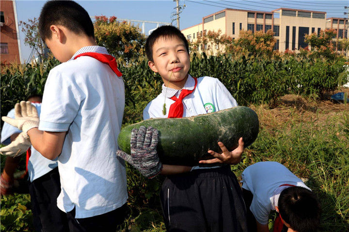 采摘|丰收啦！海宁这群小学生采摘忙……