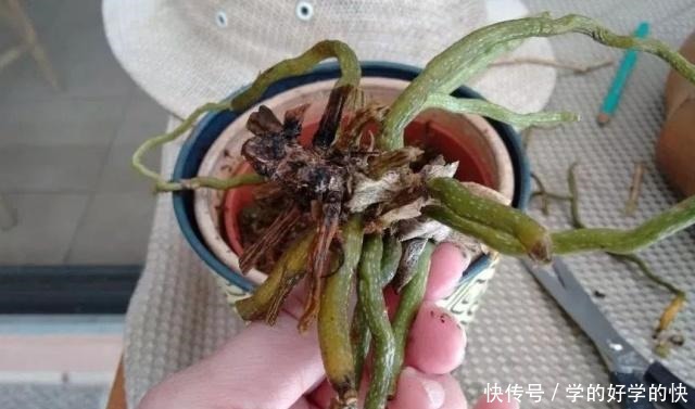 养得就剩下一些烂根的兰花，用这招能够让它重新长叶生根！