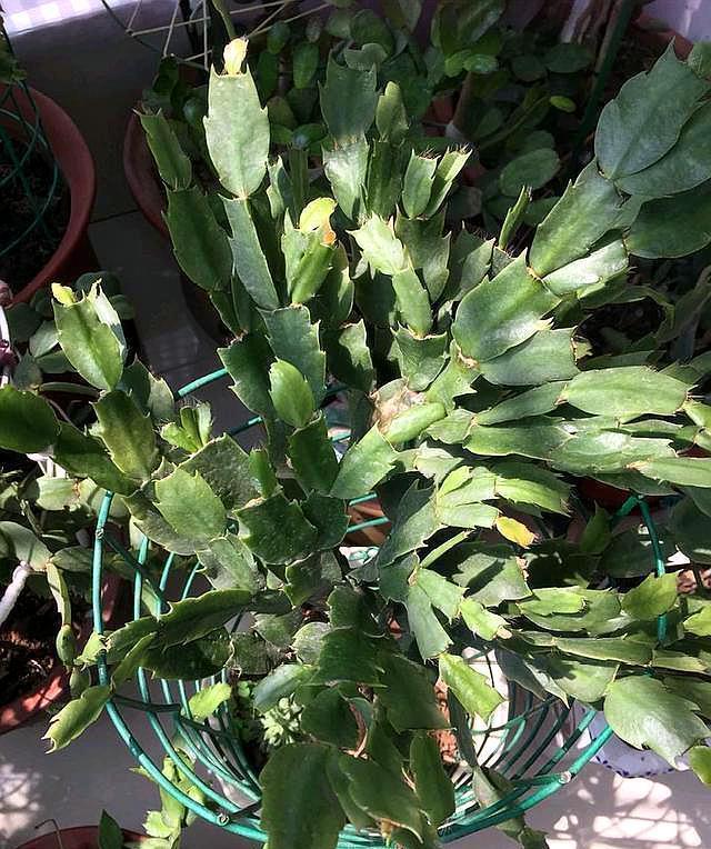 度夏|蟹爪兰掉叶子?2个“原因”解决好,叶子肥厚,度夏无压力