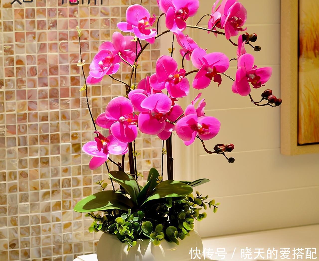 4种“高贵花”,冬天砰砰开花,家里养一盆,富贵大气有面子