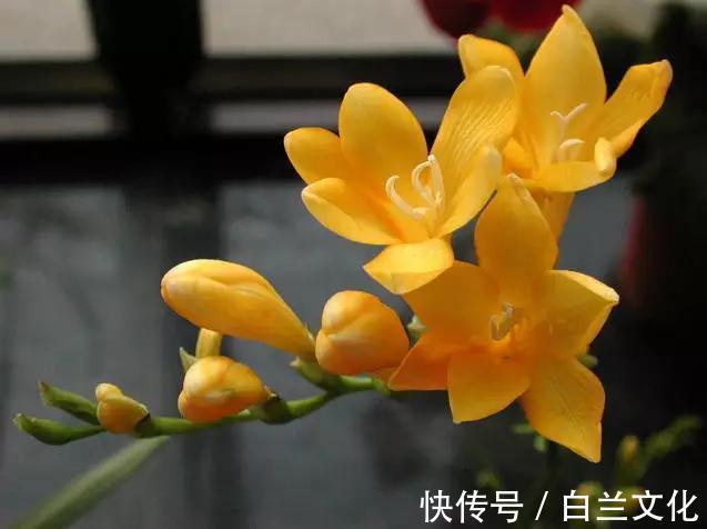 养花知识叫兰不是兰,花却美成仙,看看你家有几盆