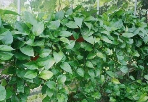 4种花是爆盆“能手”，特别适合客厅养一盆，漂亮上档次