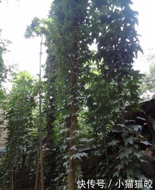 家具|刺楸木质坚硬细腻、花纹明显,好制作高级家具、乐器、工艺雕