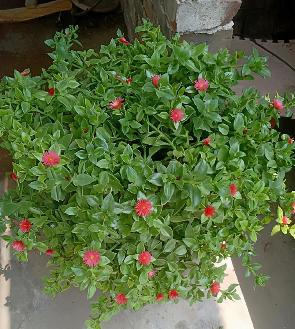 阳台上|4种可爱的吊兰,有的开花有的四季常绿,养阳台上很皮实很美丽