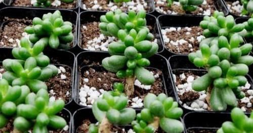 养多肉绿龟之卵，摸清这些，叶子水灵灵、翠绿欲滴