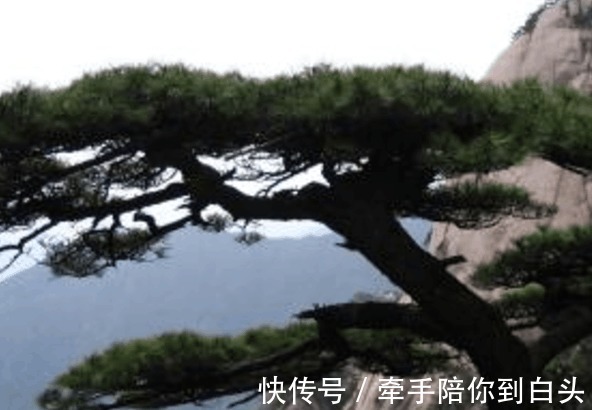 美国$清朝奇人活了256岁, 美国媒体都爆料, 科学家 根本就不可能