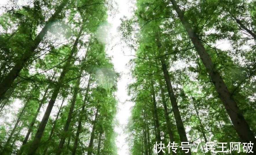 古人@民间俗语“院中有五树,子孙一直富”,说的都是哪些树?有何道理