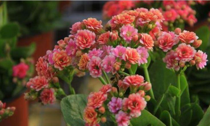 大岩桐|6种花是爆盆“能手”,开起花来拦不住,一养就上瘾!